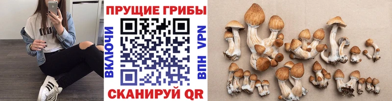 купить наркоту  Соль-Илецк  Галлюциногенные грибы мицелий 